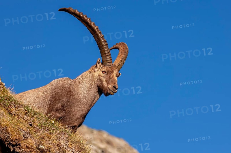 Alpine ibex (Capra ibex), Heiligenblut am Großglockner, Carinthia, Austria