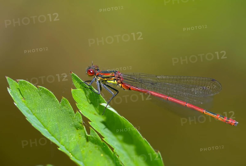 Early Adonis dragonfly, large red damselfly, Pyrrhosoma nymphula, damselflies, dragonflies, insects, dragonflies, odonata, zygoptera