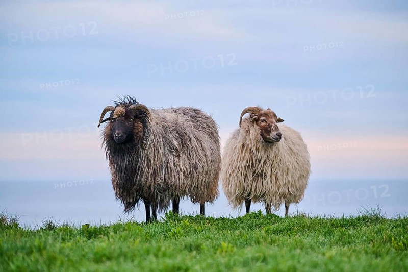 Domestic sheep (Ovis aries) 'Heidschnucke moorland sheep' on a meadow, Helgoland, Germany