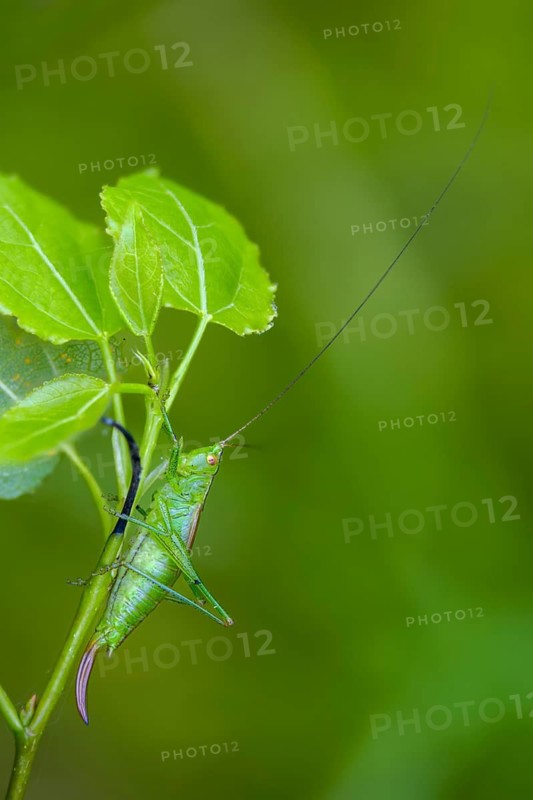 Conocephalus dorsalis, short-winged swordscare, short-winged conehead, grasshopper, grasshopper, grasshopper, locusts, high size, portrait format, insects, insects