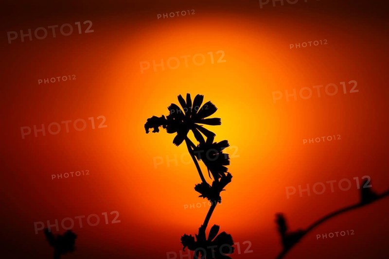 The silhouette of a wildflower stands out against the rising sun, Frankfurt am Main, Hesse, Germany