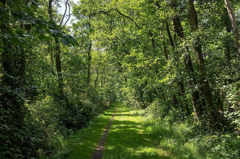 Trail through the island forest, Langeoog, East Frisia, Lower Saxony, Germany