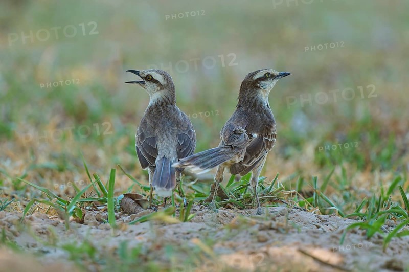 Two birds are standing side by side, both appear to be calling in different directions. Natural setting with grass, mocking thrush (Mimus polyglottos), Pantanal, Mato Grosso, Brazil