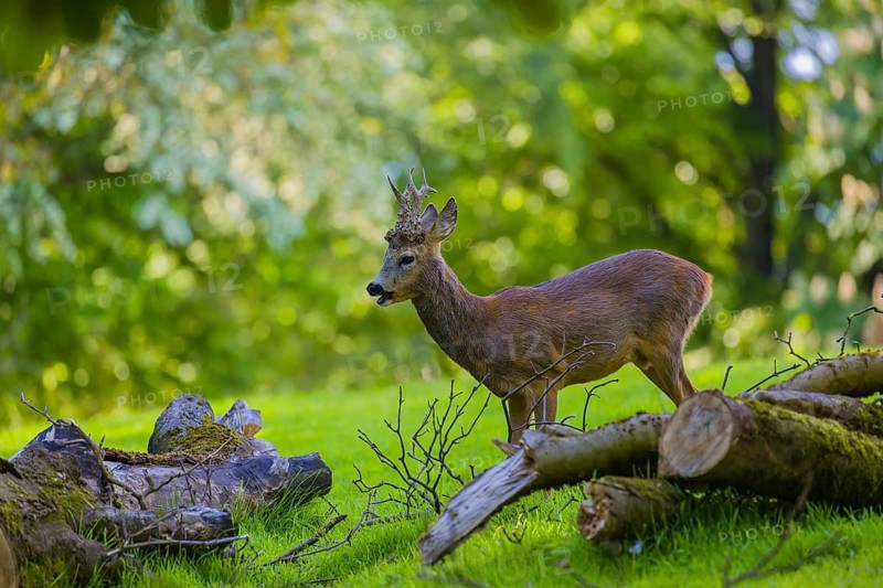 One male Roe Deer, Roe buck (Capreolus capreolus), stands on a meadow behind a cut tree