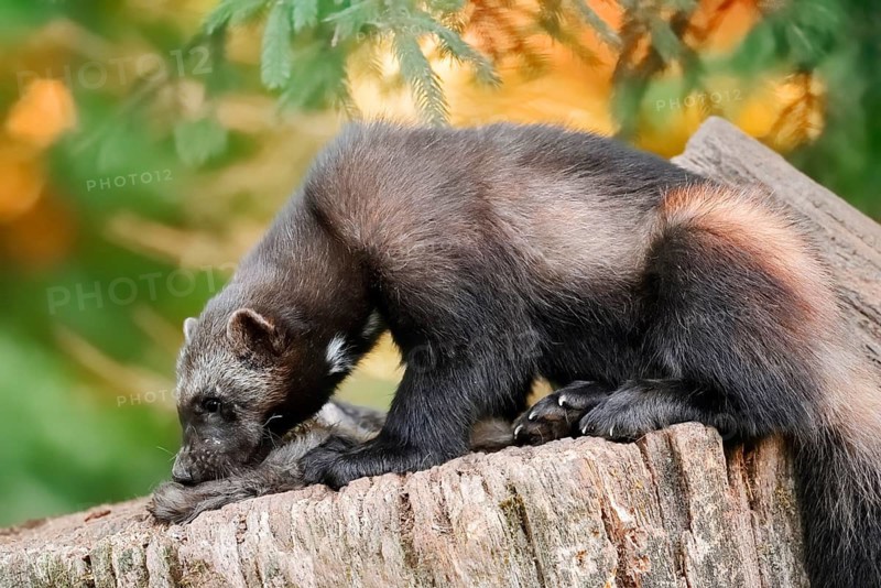 Wolverine or bear marten (Gulo gulo) feeding on a carcass, captive, Germany