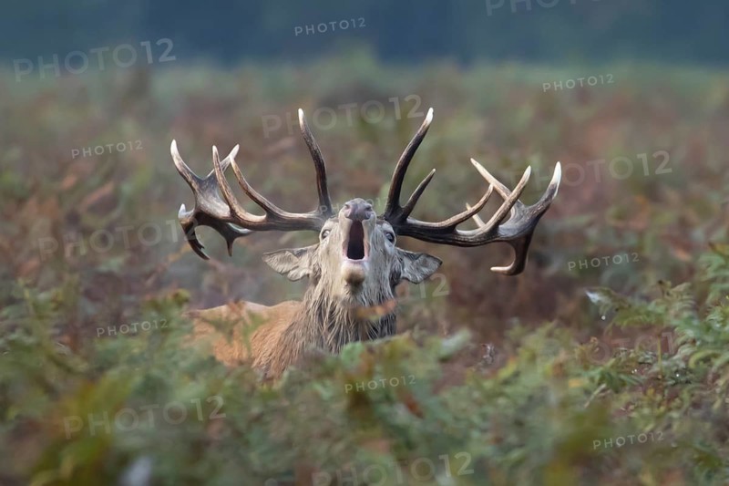 Red deer (Cervus elaphus) adult male stag animal roaring during the rutting season in bracken, England, United Kingdom
