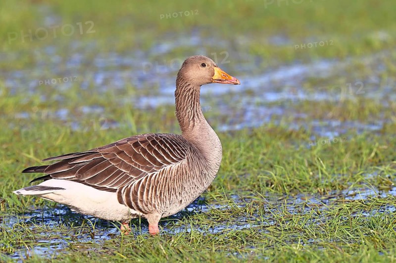 Greylag geese (Anser anser) on a bog, Dümmer, Lake Dümmer, Ochsenmoor, Hüde, Lower Saxony, Germany