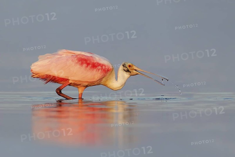Roseate Spoonbill (Platalea ajaja), Florida, USA