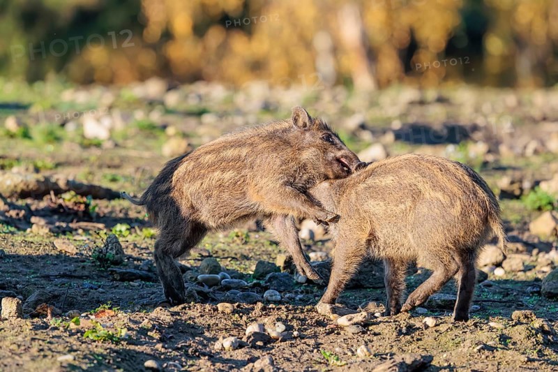 Two young wild boars (Sus scrofa) are fighting fiercely in the early morning light in a clearing. Bavaria, Germany