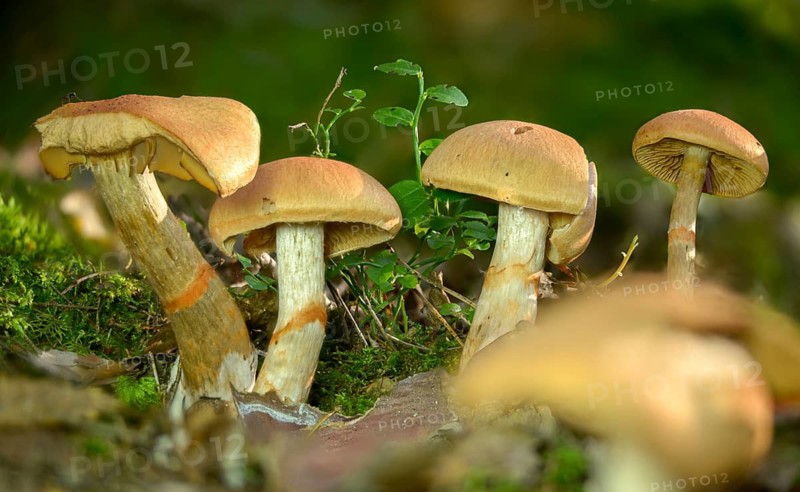 Cortinarius armillatus, decorated girdle foot, girdle foot, fungi, fungi, red-banded cortinarius