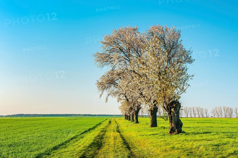 A dirt road leads through a field landscape with green fields in spring, blooming cherry trees along the way, Burgenlandkreis, Saxony-Anhalt, Germany