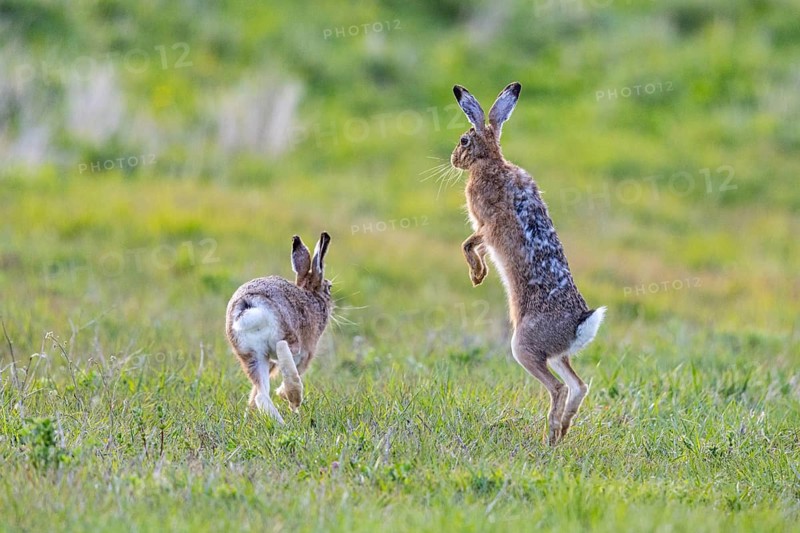 European hare (Lepus europaeus) Mating season Germany
