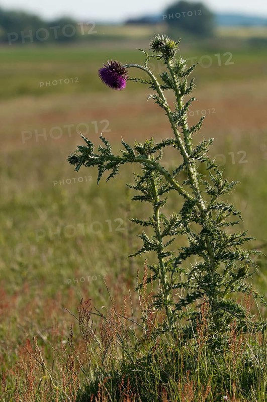 Asteraceae, musk thistle, carduus nutans, nodding thistle, flora, high size, portrait, musk thistle, nodding plumeless thistle, nodding thistle, plants