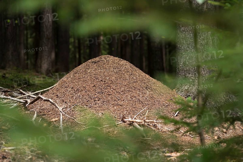 Ants, ant, Formica spec., Formicidae, hymenoptera, forest ant, anthill, insects, insects