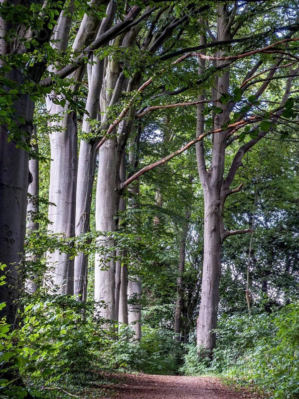 Small path by tall beech tree trunks in a forest in Ystad, Skåne County, Sweden, Scandinavia