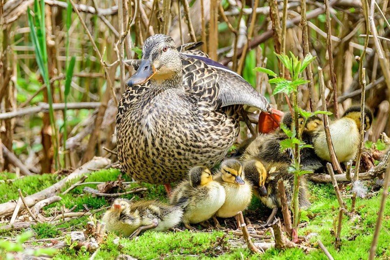 Female mallard, (Anas platyrynchos), with ducklings, Burnaby Lake Regional Park, Burnaby, British Columbia, Canada