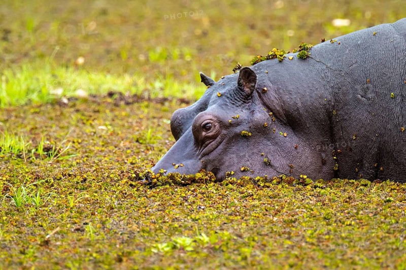 Hippopotamus (Hippopatamus amphibius) hiding in the swamp, Xakanaxa, Okavango Delta, Moremi Game Reserve, Botswana