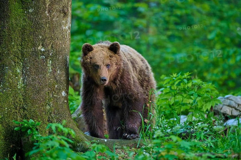 A bear is leaning against a tree trunk and looking around intently, European brown bear (Ursus arctos), Slovenia