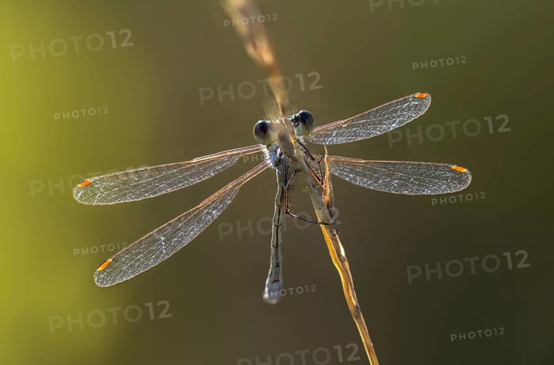 Brandenburg, Germany, Emerald Damselfly, Common Truismaid, Leste Sponsa, Nabu, Nabu Project, National Natural Heritage, Grünhaus Nature Paradise, Post-Mining Landscape, Damselflies, Dragonflies, Greenhouse, Insects, Dragonflies, Odonata, Zygoptera