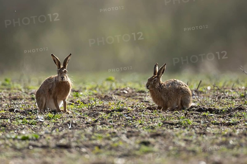 European brown hare (Lepus europaeus) two adult animals on a farmland field, England, United Kingdom