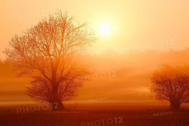 European ash (Fraxinus excelsior) shrouded in morning mist at sunrise, in winter, North Rhine-Westphalia, Germany