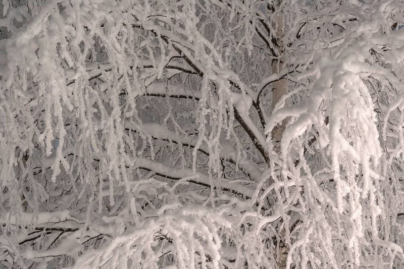 Snowy birch, Gällivare, Norrbotten, Lapland, Sweden, December 2023
