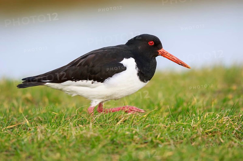 Eurasian Oystercatcher (Haematopus ostralegus), Netherlands