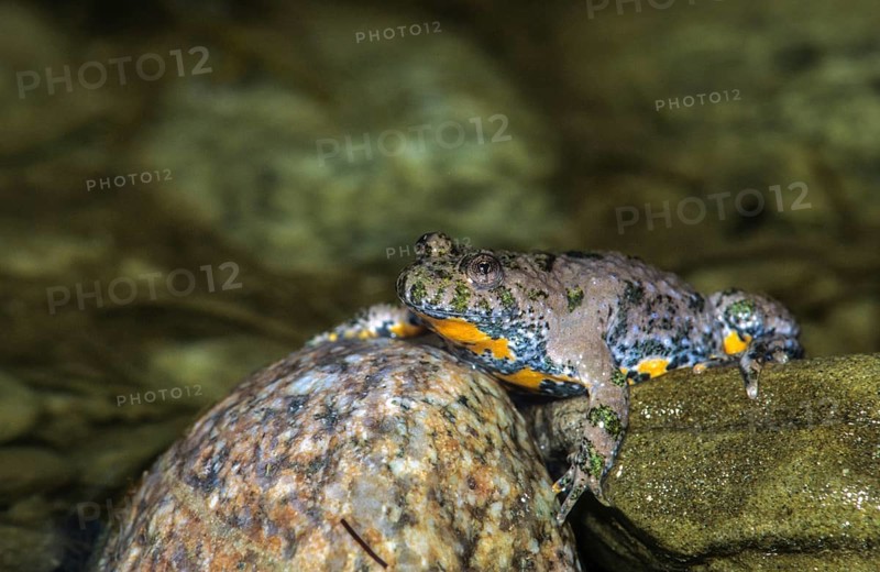 Mountain toad, bombina variegata, yellow-bellied toad, amphibians, amphibians, amphibians, amphibians, amphibians, toads