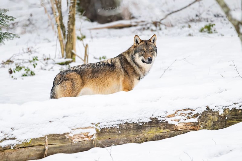 European gray wolf (Canis lupus lupus) standing in a forest in winter, snow, Bavaria, Germany