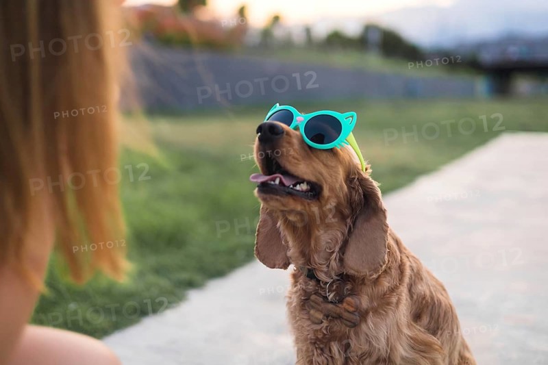 Dog wearing bright sunglasses, creating a playful and fun scene outdoors