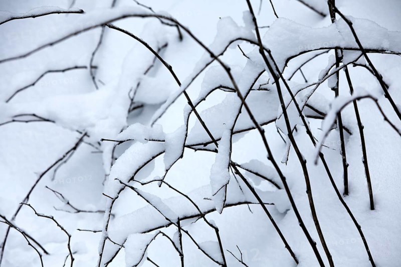 Winter landscape, snowy trees and branches