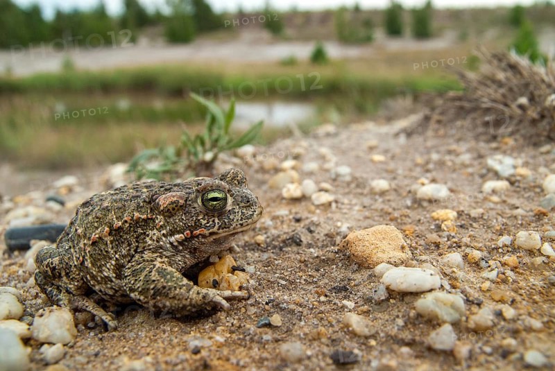 Brandenburg, Bufo Calamita, Epidalea Calamita, Germany, Toad, Nabu, Natterjack Toad, amphibians, amphibians, post-mining landscape, green house, toads, amphibians, toads