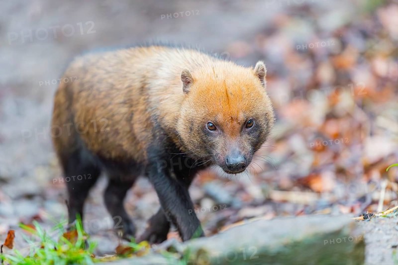 One Bush dog (Speothos venaticus) walking thru deforested area with dead leaves on the hilly ground in a former forest. Near threatened. Suriname, Guyana, Brazil and Peru