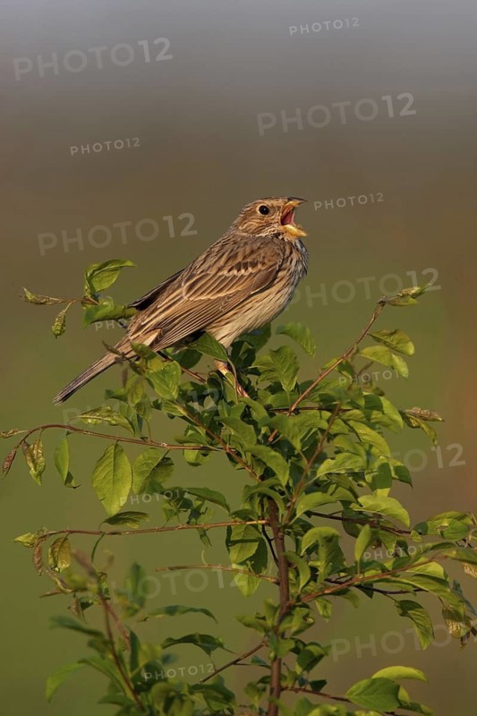 Corn Bunting (Emberiza calandra) singing, Lake Neusiedl, Austria