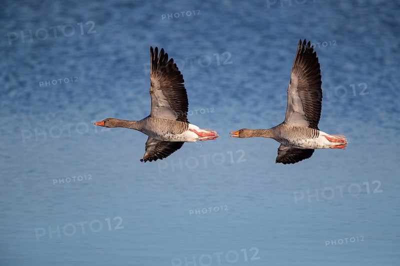 Pair of greylag geese flying together, in the Großen Rosin Moor nature reserve, Mecklenburg-Vorpommern, Germany