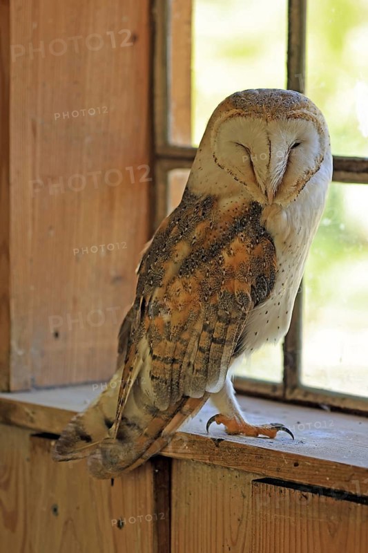 Barn owl (Tyto alba), Hofgeismar, Hesse, Germany