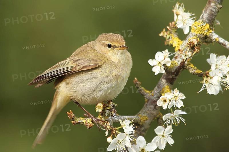 Common Chiffchaff (Phylloscopus collybita), Lower Saxony, Germany