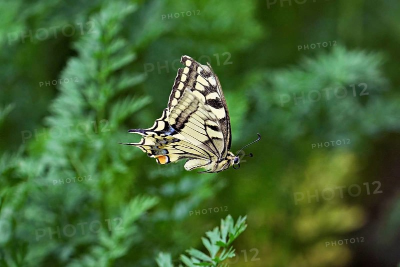Swallowtail (Papilio machaon), approaching carrot weed (carrot herb), a food source for the caterpillars, Meienberg, Canton of Aargau, Switzerland