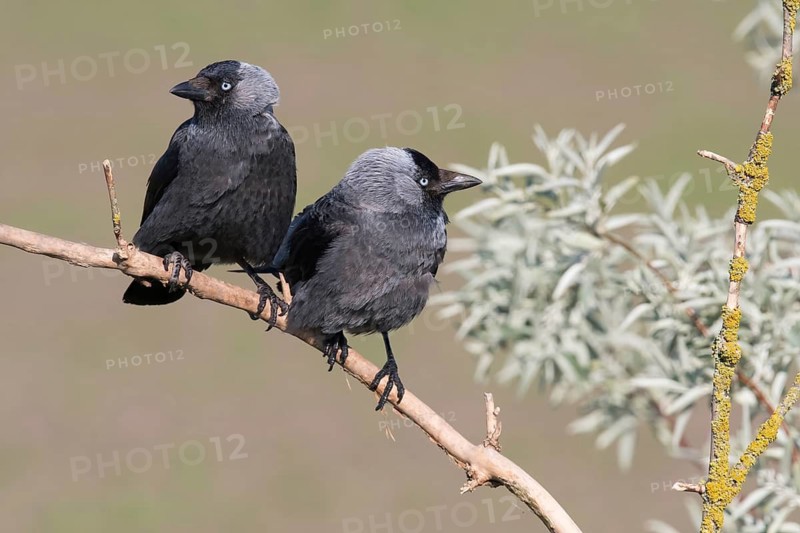 Western Jackdaw (Coloeus monedula) perched on a branch, Puszta, Hungary