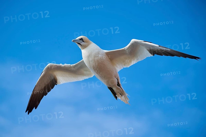 Northern gannet (Morus bassanus) flying in the sky, wildlife, Helgoland, Germany