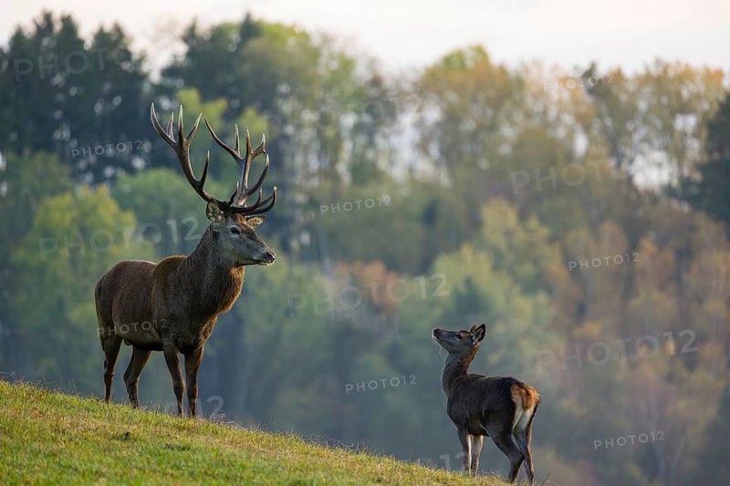 A red deer stag (Cervus elaphus) and a hind stand in a meadow. A forest in fall foliage is in the background