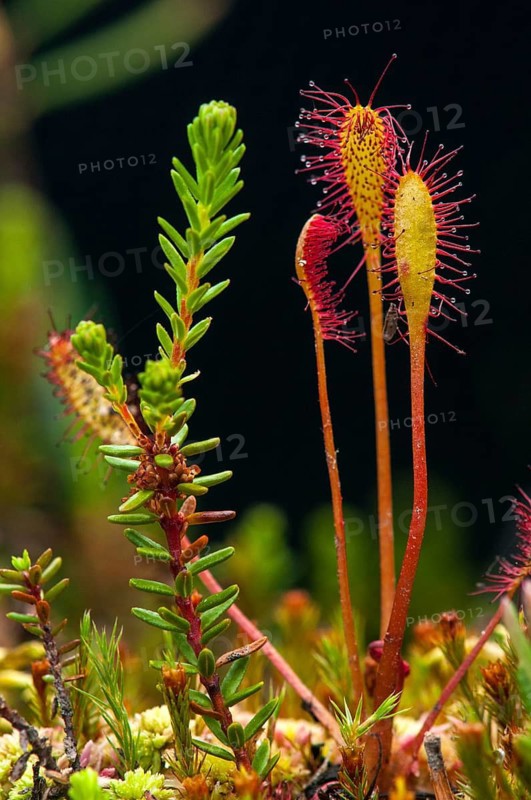 Drosera longifolia, Droseraceae, English sundew, Finland, long-leaf sundew, sundew, flora, great sundew, high size, vertical format, plants, sundew