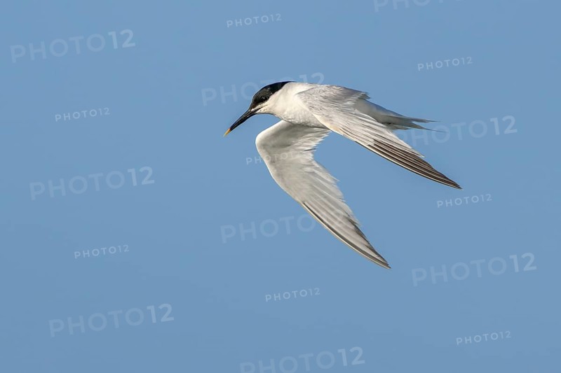 The wings of the sandwich tern (Thalasseus sandvicensis) are ideally suited to diving, rare, endangered, breeding plumage, breeding season, June, Denmark