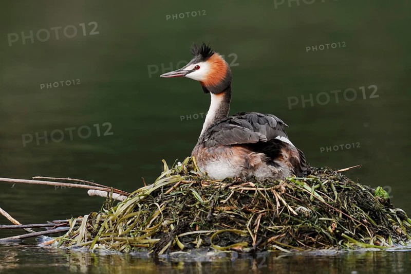 Great Crested Grebe (Podiceps Scalloped ribbonfish) sitting on its nest, North Rhine-Westphalia, Germany