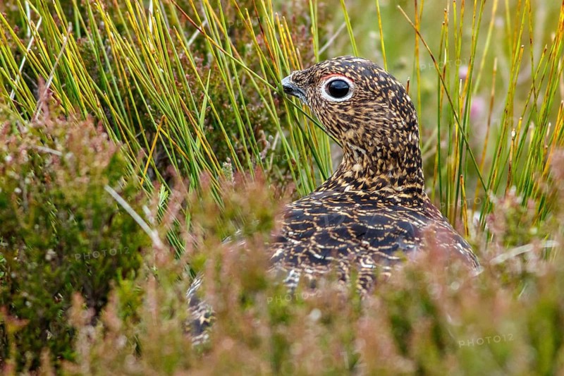 Red Grouse (Lagopus scotica), camouflaged in the grass, Scotland, United Kingdom