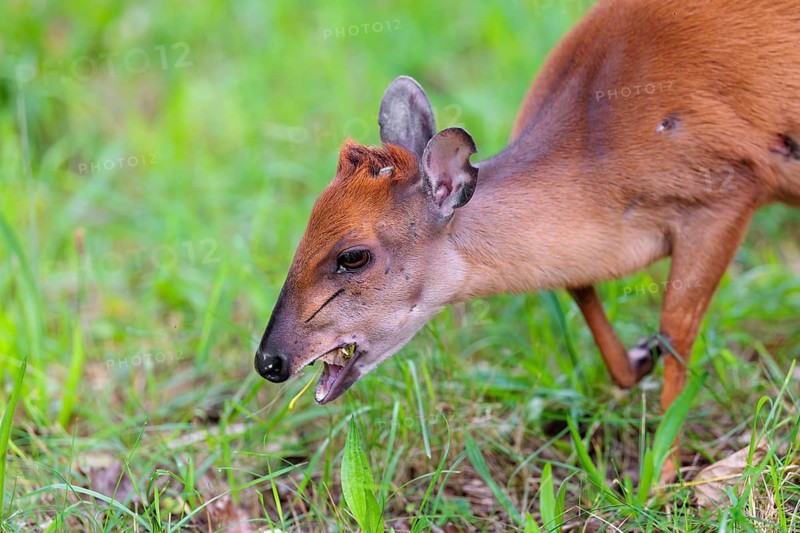 A female Red Forest Duiker (Cephalophus natalensis) stands in a green meadow, eating grass and herbs. Southeastern Africa