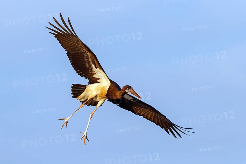 Abdim's stork, rain stork, Abdim, (Ciconia abdimii), African stork species, family of storks, Raysut Water Treatment Plant, Salalah, Dhofar, Oman
