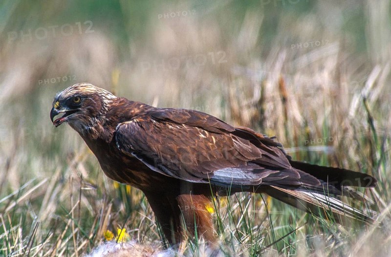 Accipitriformes, Circus Aeruginosus, Marsh Harrier, Harrier, Birds of Prey, Male, Raptors, Birds