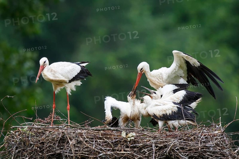 White Stork (Ciconia ciconia) feeding young in nest, North Rhine-Westphalia, Germany