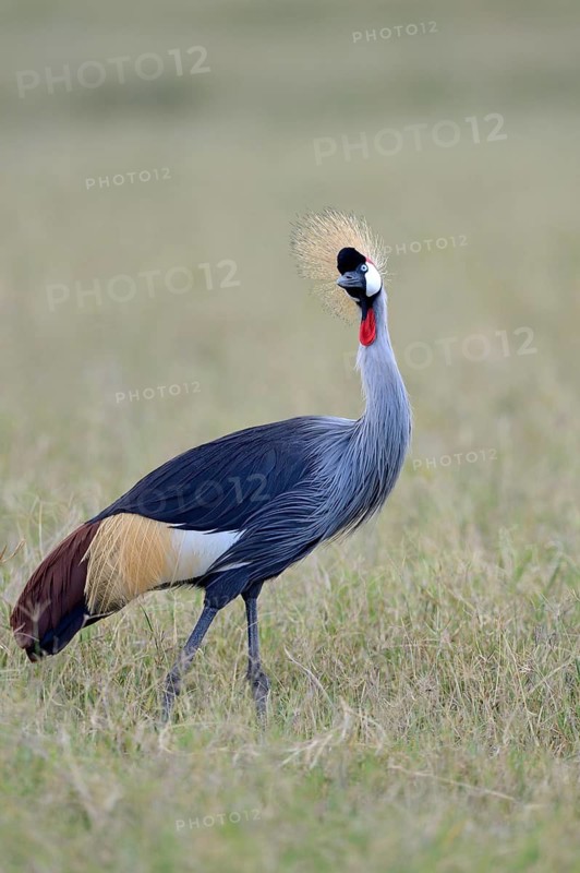 South African Crowned Crane (Balearica regulorum) in the grassy savannah, Serengeti National Park, Tanzania